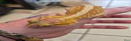 Leopard Gecko reptiles for sale: Various leopard geckos - Advert 4