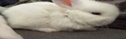 Mini Lop rabbits for sale: Beautiful Mini Lops to reserve  - Advert 12