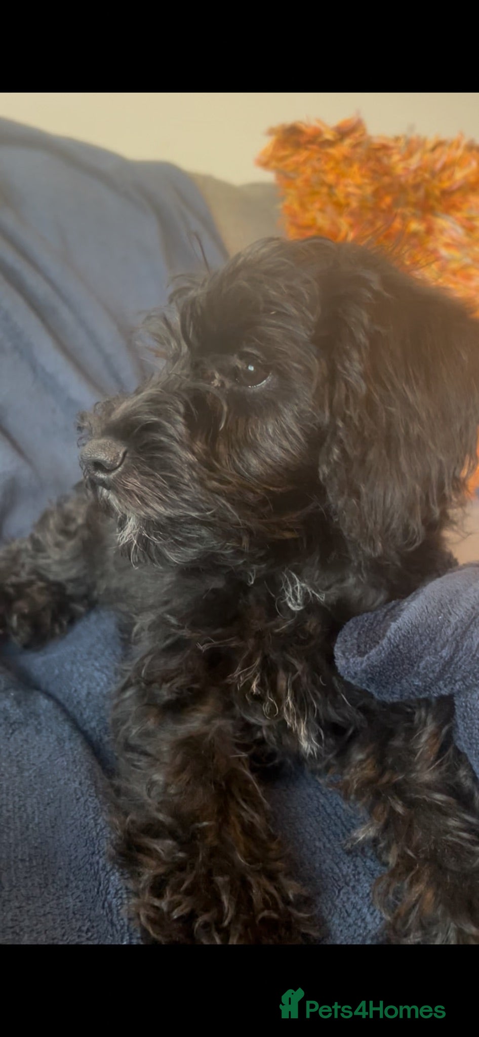 Schnoodle dogs ⭐️⭐️Ready Now - Miniature F1 Schnoodles ⭐️⭐️ - Advert 2