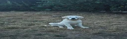 Pyrenean Mountain Dog dogs for sale: RARE POLISH TATRA SHEPHERD (Owczarek Podhalanski) - Advert 4