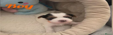 Biewer Terrier Boy