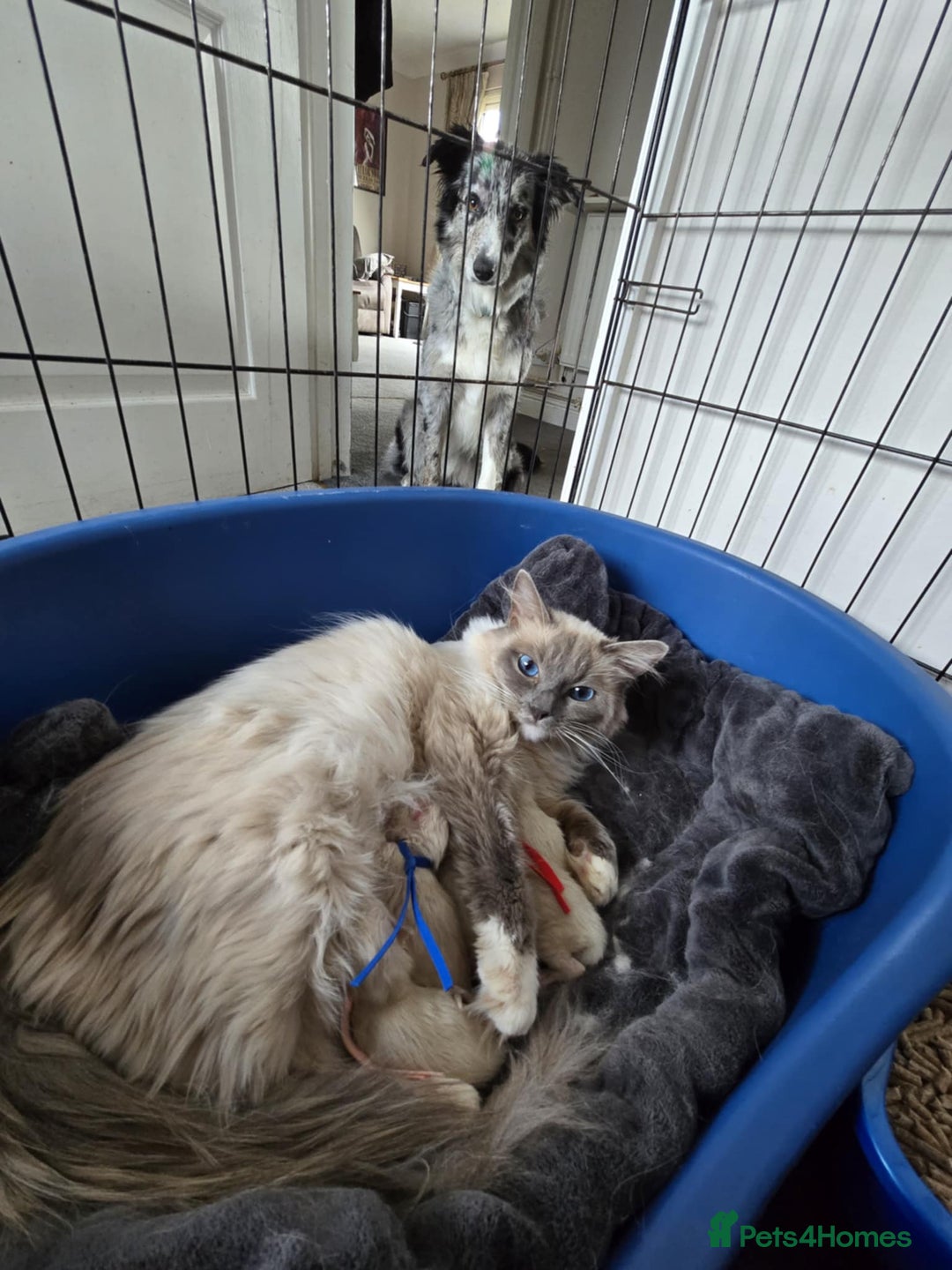 Ragdoll cats for sale: GCCF Registered kittens  - Image 5