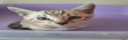 Bengal cats for sale: Bengals rare colours with clouded Leopard pattern - Advert 16