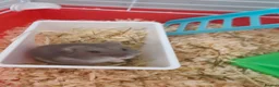 Hamster rodents for sale: Russian hamster  in Wrexham - Advert 2