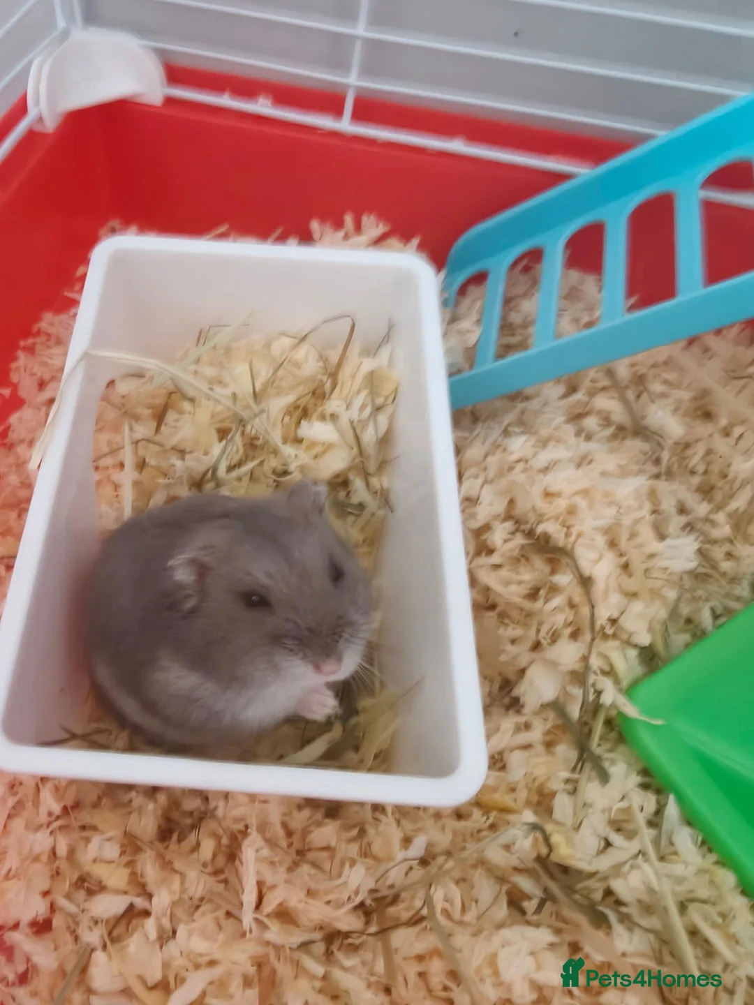 Hamster rodents for sale: Russian hamster  in Wrexham - Advert 2