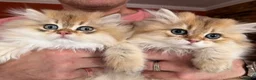 British Longhair cats for sale: Show Quality Golden BLH chinchillas - Advert 10