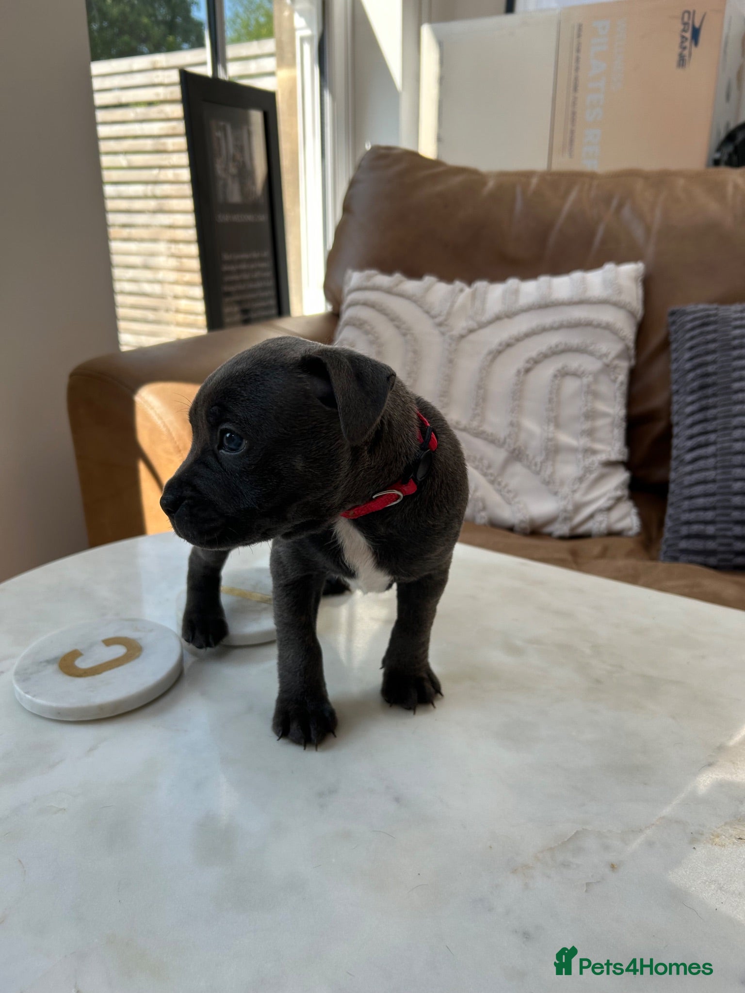Staffordshire Bull Terrier dogs Champion Blue Staffordshire Bull Terrier Puppies - Advert 2