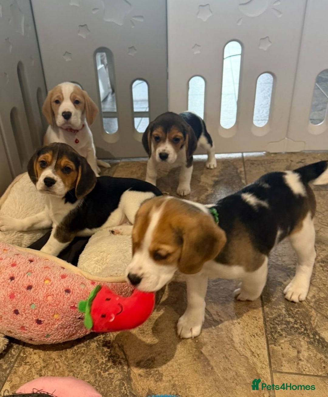Beagle dogs for sale: Genuine Foot Beagle Puppies - Advert 1