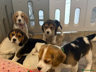 Beagle dogs Genuine Foot Beagle Puppies - Advert 5