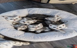 British Shorthair cats for sale: Your Furry Fantasy Awaits! - Image 1