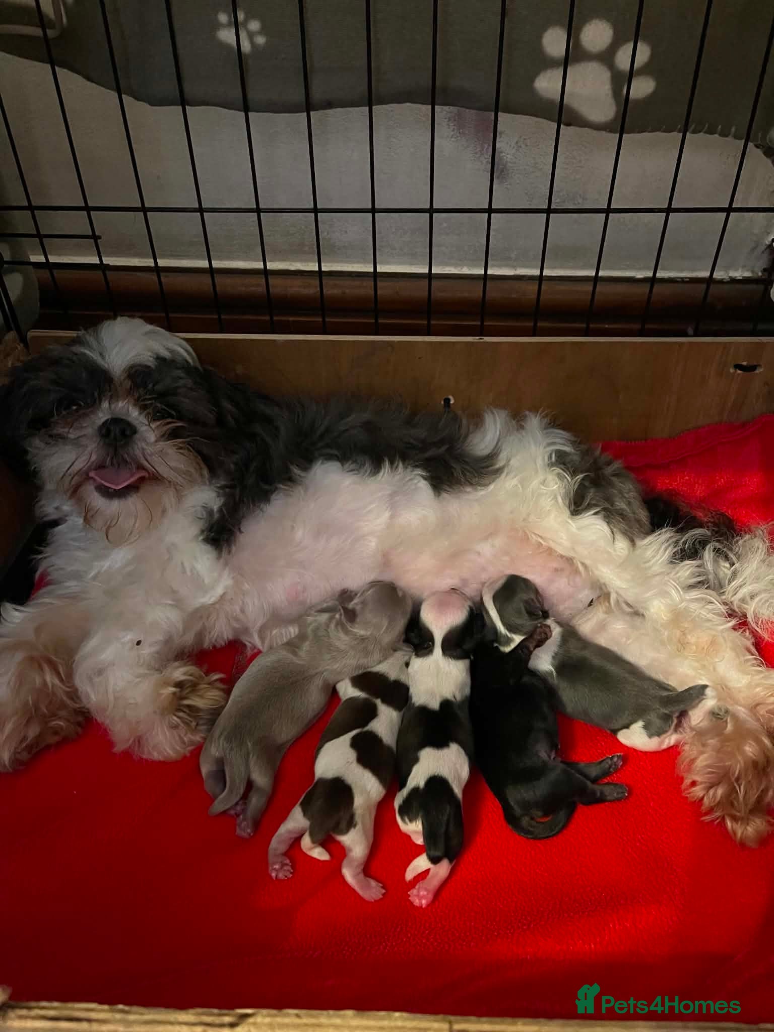Shih Tzu dogs Imperial dobie shih tzu - Advert 1