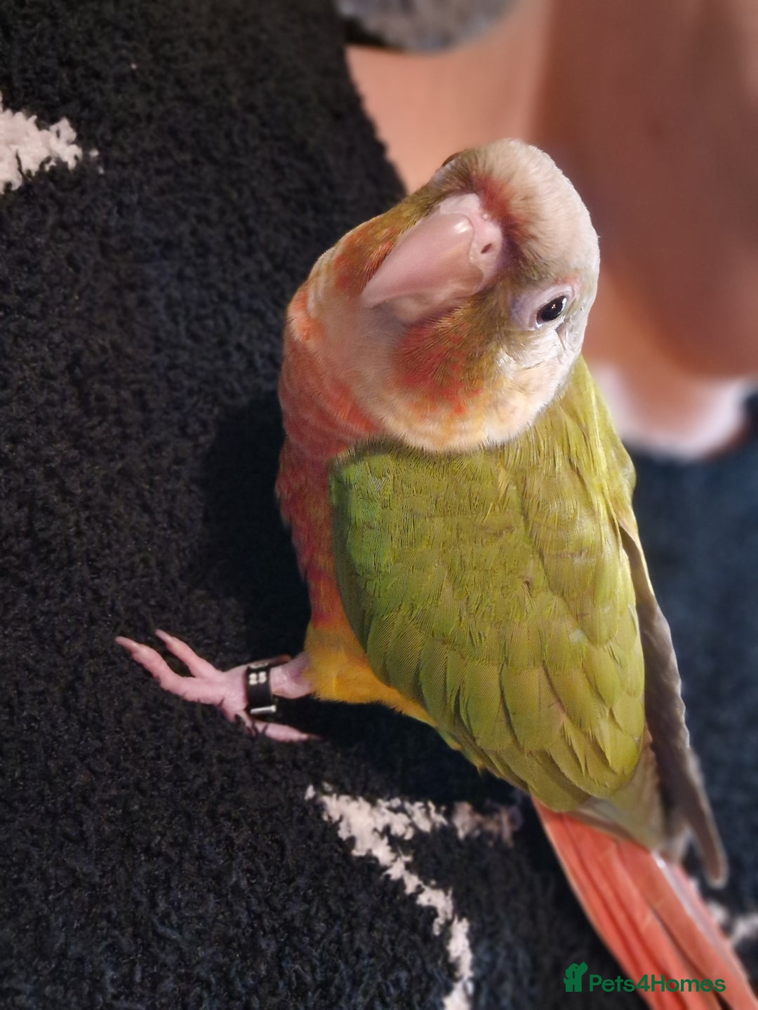 Conures birds for sale: Beautiful fully hand reared conure baby's  - Advert 21