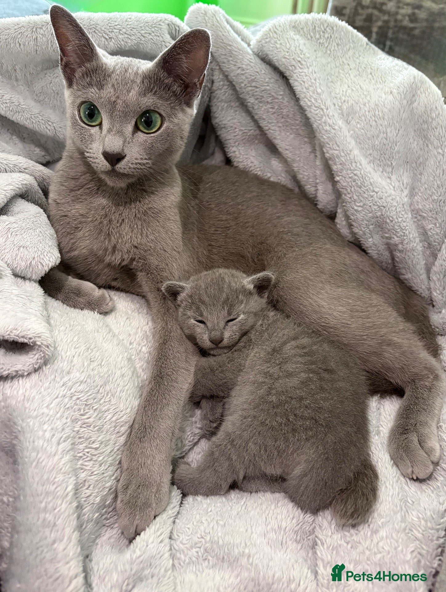 Russian Blue cats 💎 Stunning TICA Registered Russian Blue Kitten 💎 - Advert 1
