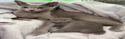 Russian Blue cats for sale: 💎 Stunning TICA Registered Russian Blue Kitten 💎 - Advert 1
