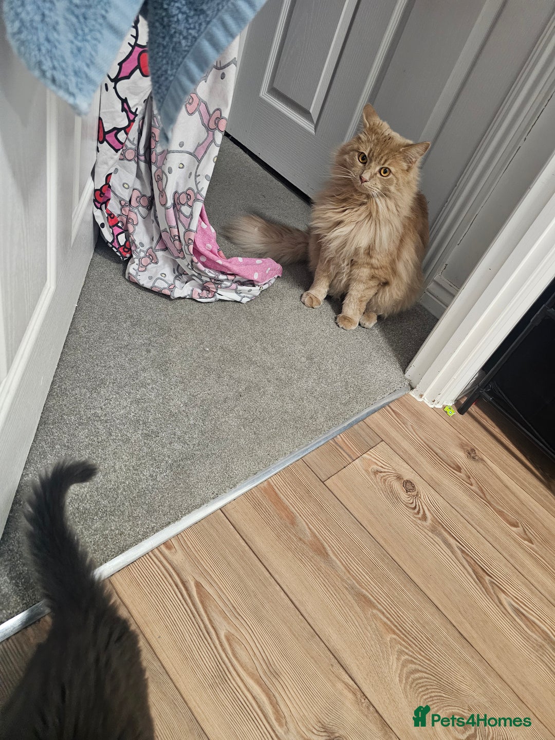 Mixed Breed cats for sale: Remy&simba need rehoming - Image 3