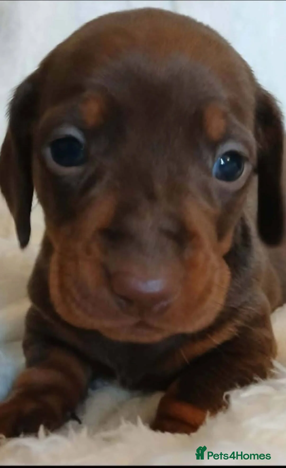 Miniature Dachshund dogs for sale: TRUE MINI DACHSHUND HEREDITARY PRA CLEAR - Advert 2