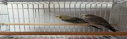Budgerigars birds for sale: Breeding pairs budgies  - Advert 4