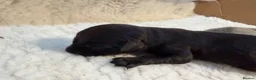 Labrador Retriever dogs for sale: Labrador puppies - Advert 18