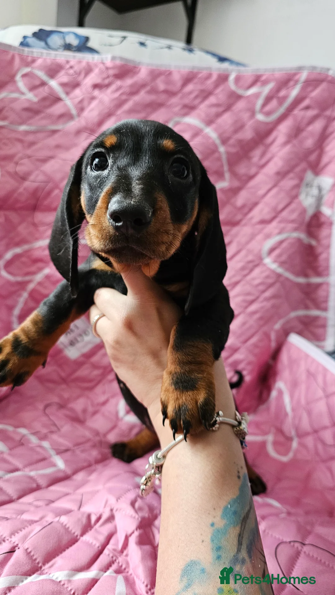 Dachshund dogs for sale: Ready Now ! KC Standard Dachshund puppies!  - Advert 17