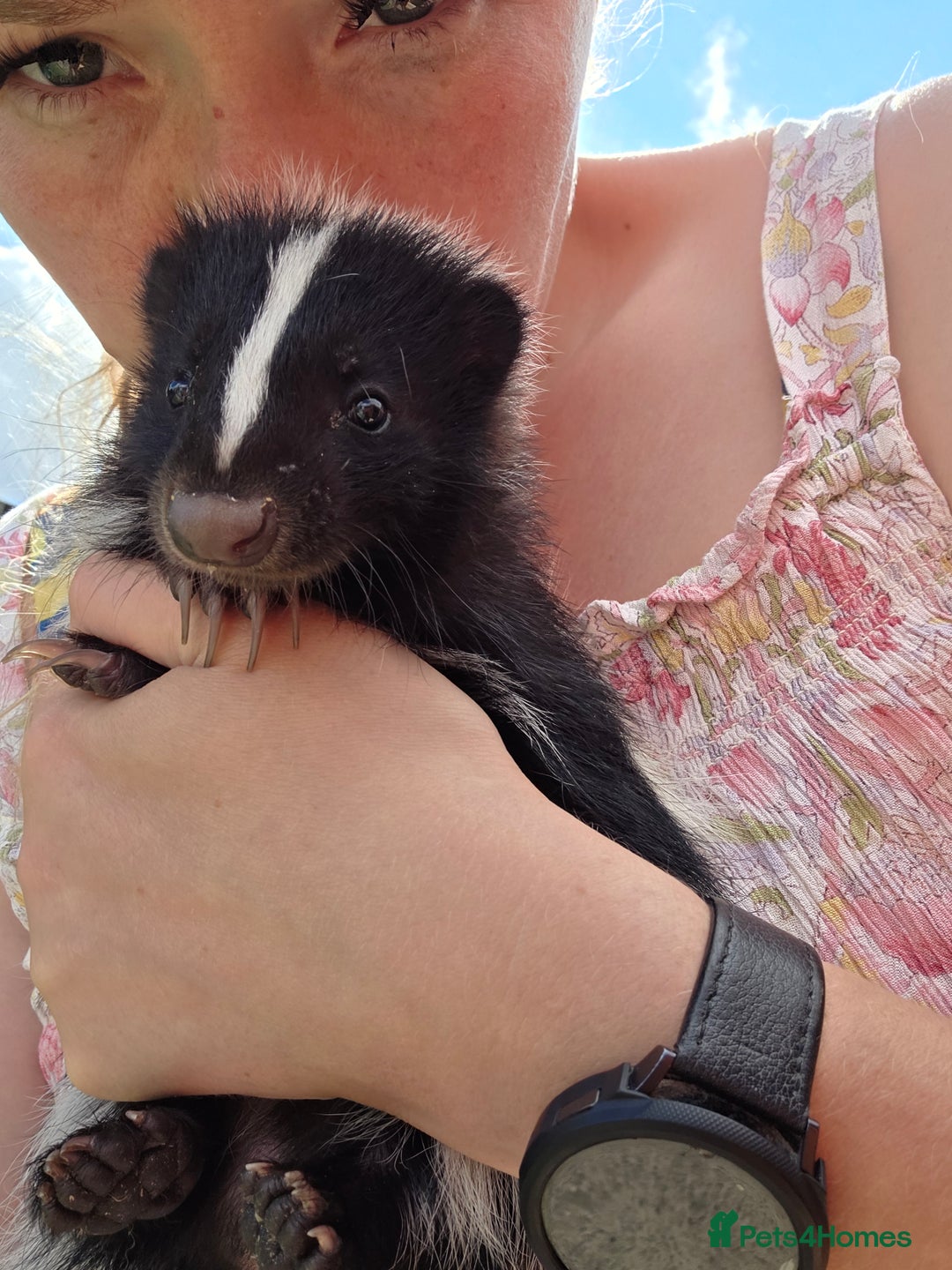 Ferret rodents for sale: One female black and white skunk available  in Ripley - Image 1