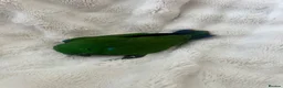 Parrots birds for sale: Eclectus Parrot  - Advert 5