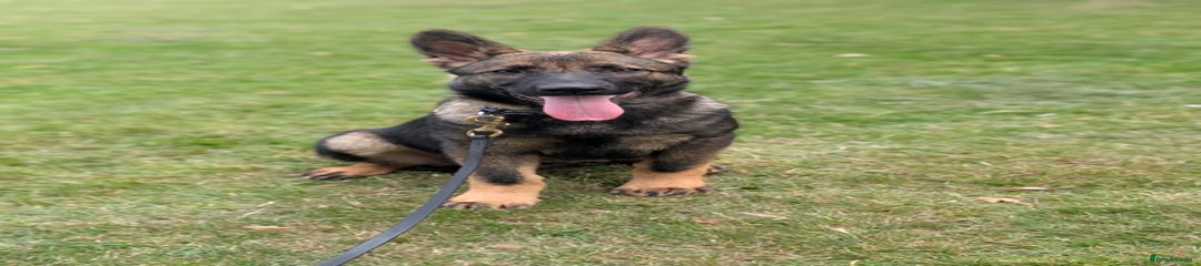 German Shepherd Puppy 4