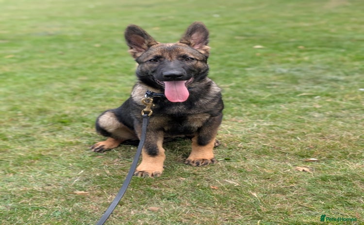 German Shepherd dogs in Scunthorpe - Advert 1