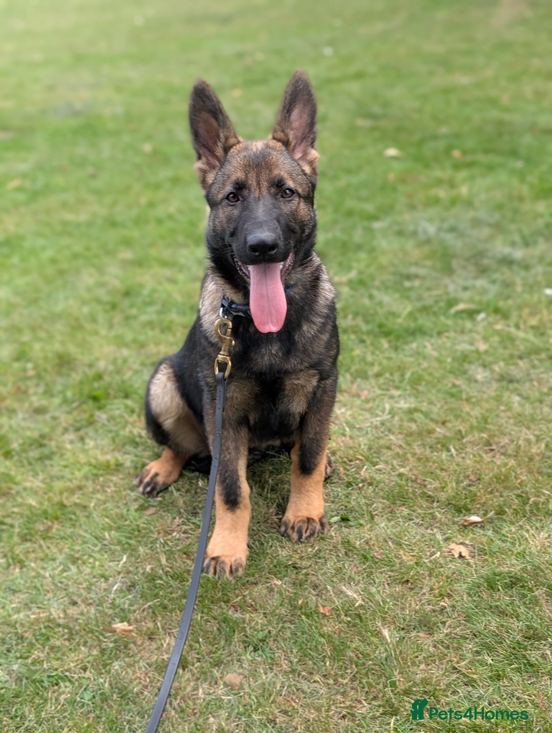 German Shepherd dogs for sale: German Shepherd puppies  in Scunthorpe - Image 3