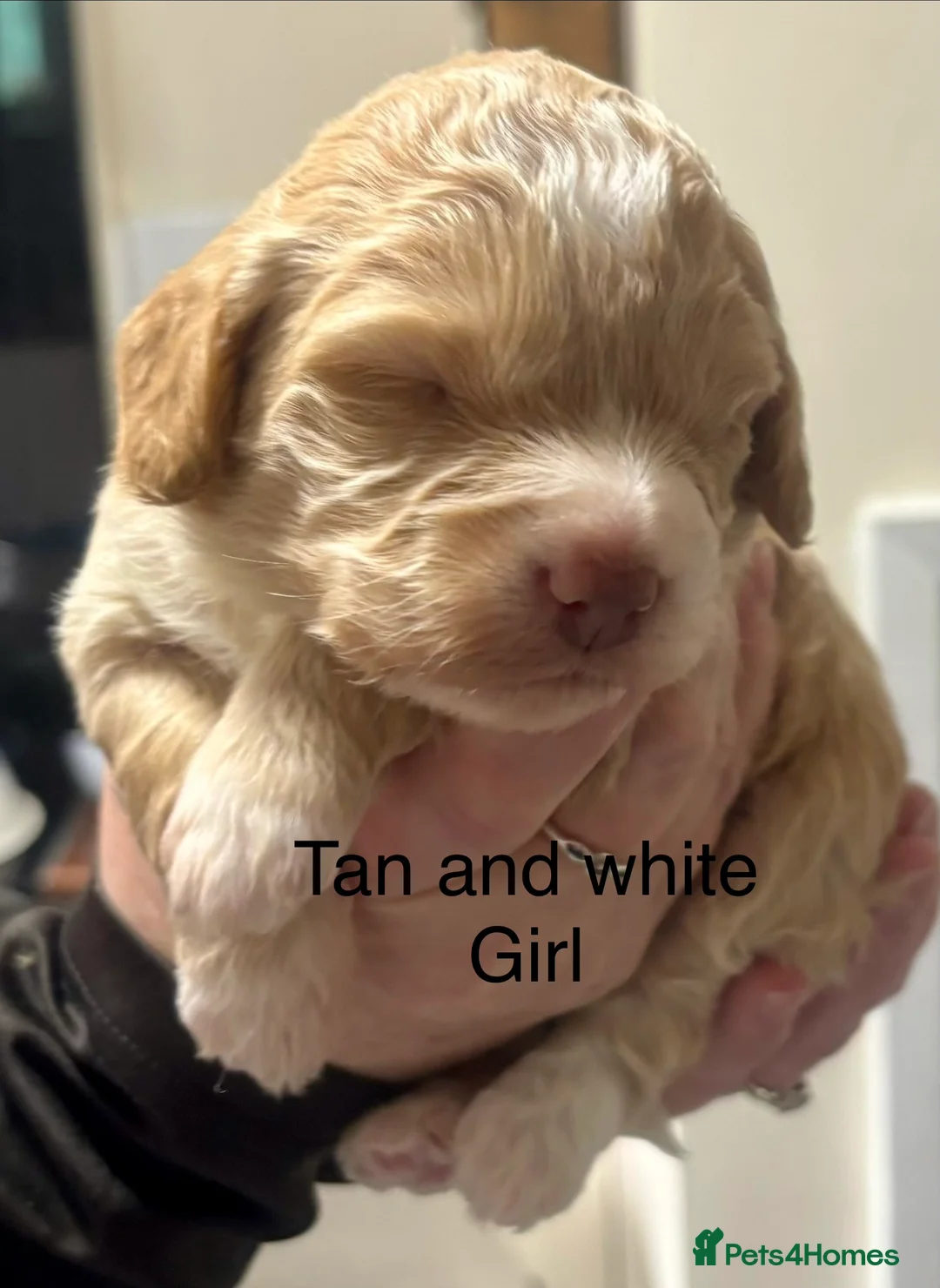 Cockapoo dogs for sale: Cockerpoo puppies  - Advert 8