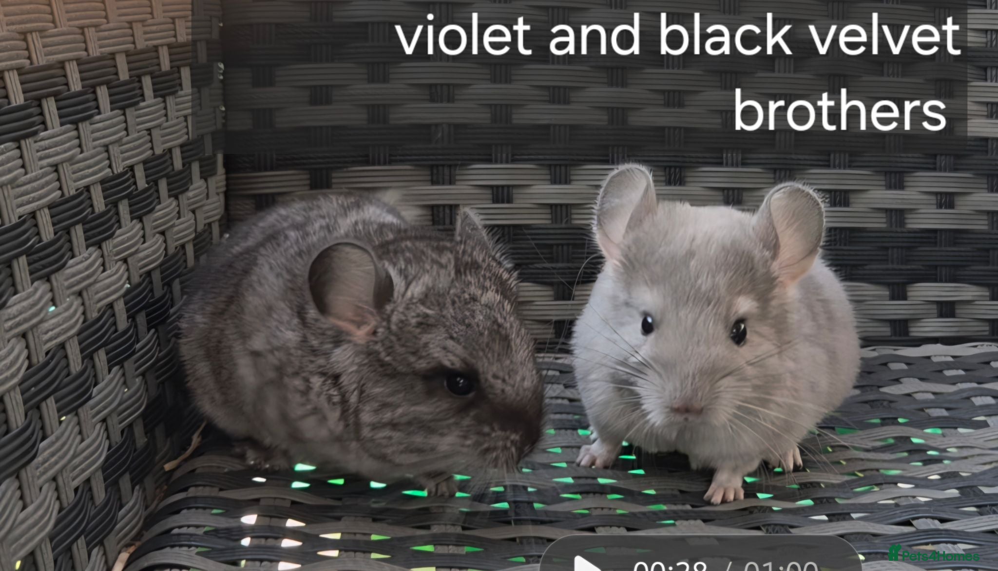 Chinchilla rodents Beautiful chinchillas - various colours - Advert 1