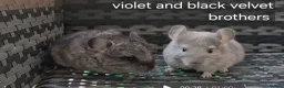 Chinchilla rodents for sale: Beautiful chinchillas - various colours - Advert 4