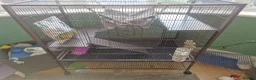 Chinchilla rodents for sale: Female chinchilla with cage  - Advert 3