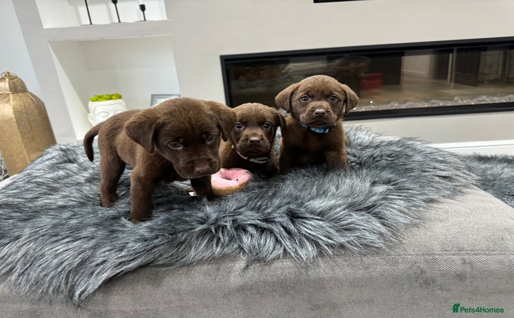 Labrador Retriever dogs - Advert 5