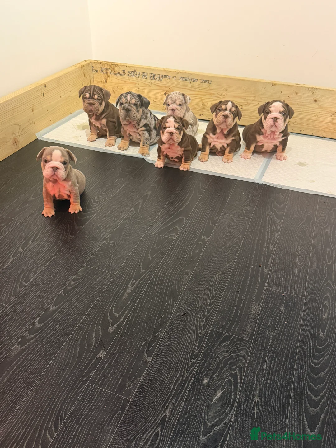 English Bulldog dogs for sale: Pink carrier English bulldogs  - Advert 2