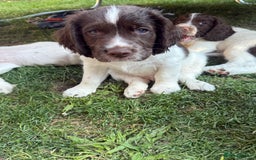English Springer Spaniel dogs for sale: Springer spaniel pups  in Tonbridge - Image 17