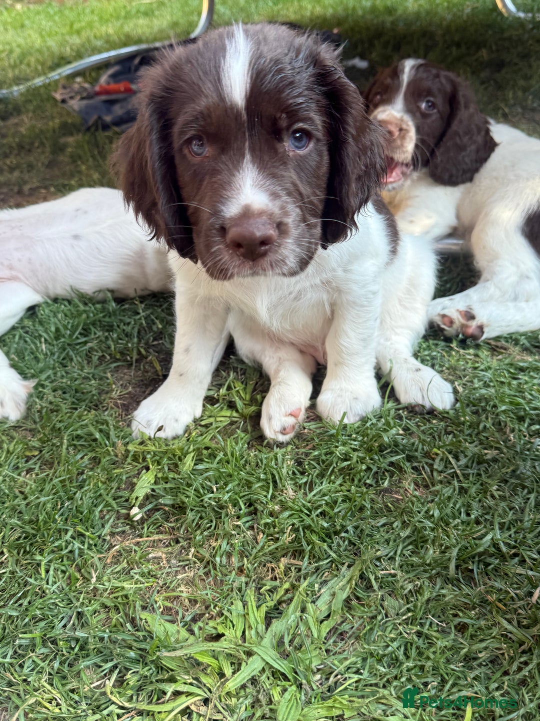 English Springer Spaniel dogs for sale: Springer spaniel pups  in Tonbridge - Image 17