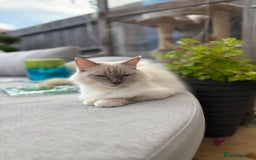 Ragdoll cats for sale: Ragdoll kittens Blue, Lilac & flame or blue/seal - Image 6