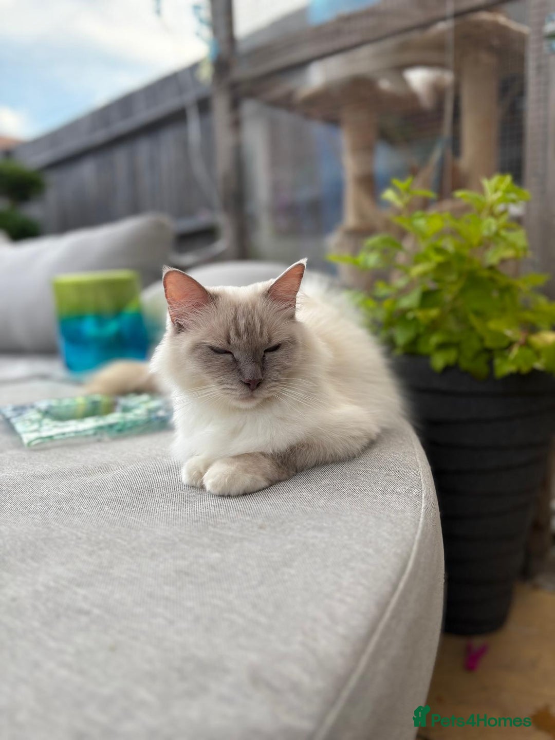 Ragdoll cats for sale: Ragdoll kittens Blue, Lilac & flame or blue/seal - Image 6