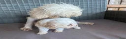 Cavapoo dogs for sale: Toy poodle three-quarter 1/4 King Charles - Advert 3
