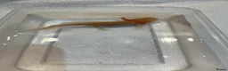 Axolotl reptiles for sale: Axolotl Jeuveniles  - Advert 13