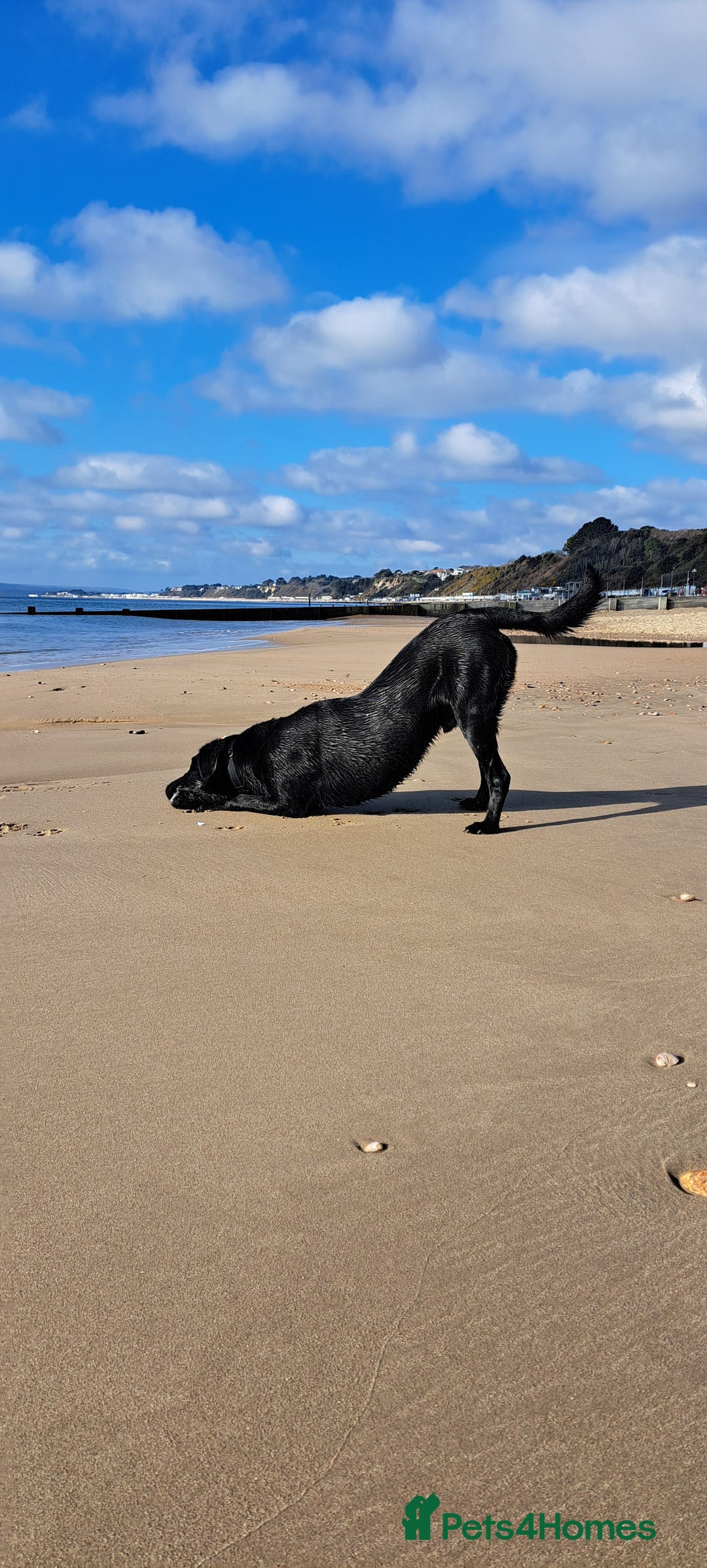 Labrador Retriever dogs for stud: KC registered Black Labrador Retriever for stud  in Bournemouth - Image 5