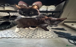 Norwegian Forest Cat cats for sale: Norwegian Forest Kittens - Image 12