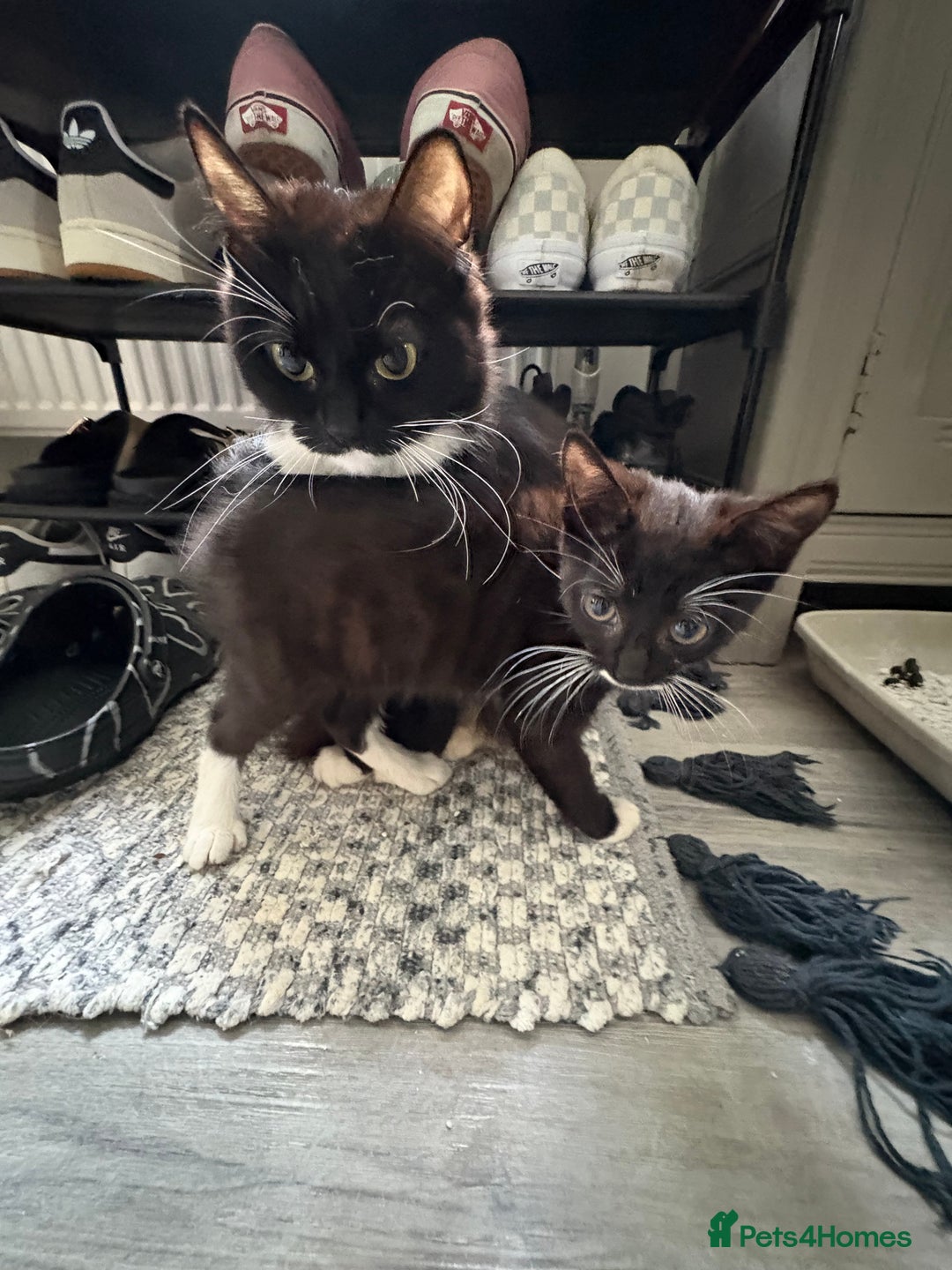 Norwegian Forest Cat cats for sale: Norwegian Forest Kittens - Image 12