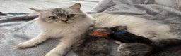 Persian cats for sale: Stunning Persian X mainecoon babies - Advert 17