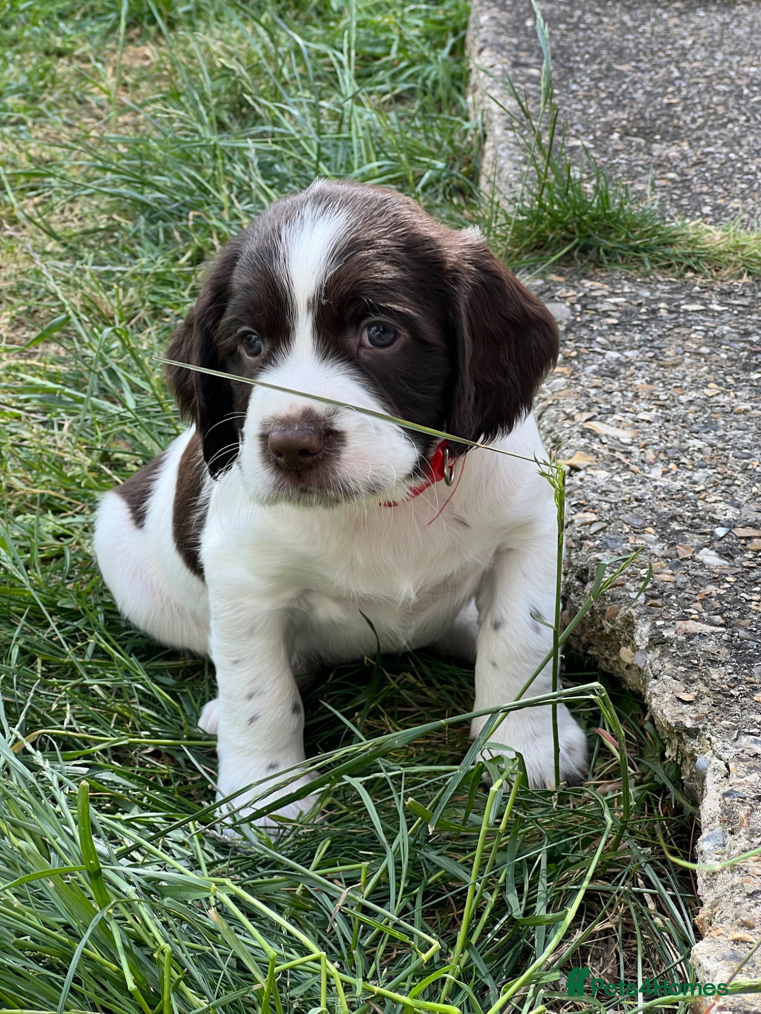 English Springer Spaniel dogs English Springer Spaniel Puppies - Advert 4