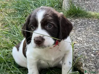 English Springer Spaniel dogs English Springer Spaniel Puppies - Advert 4