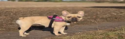 French Bulldog dogs for sale: Litter of french bulldog puppies - Advert 10