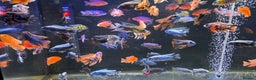 Cichlids fish for sale: Malawi peacocks and haps - Advert 3