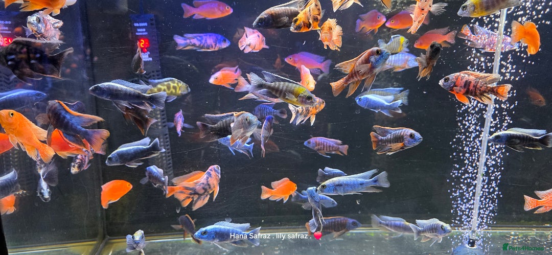 Cichlids fish for sale: Malawi peacocks and haps - Advert 3