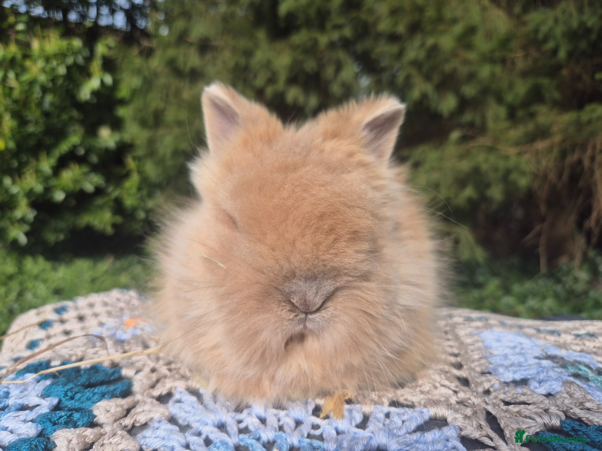 Angora rabbits 🩷💙Stunning Teddydwerg babies- imported parents🥰 - Advert 6